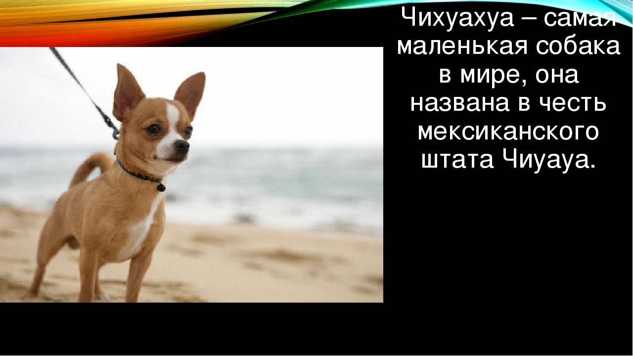 Самые проблемные породистые собаки и как с ними жить. методичка для будущих хозяев - новости - 66.ru