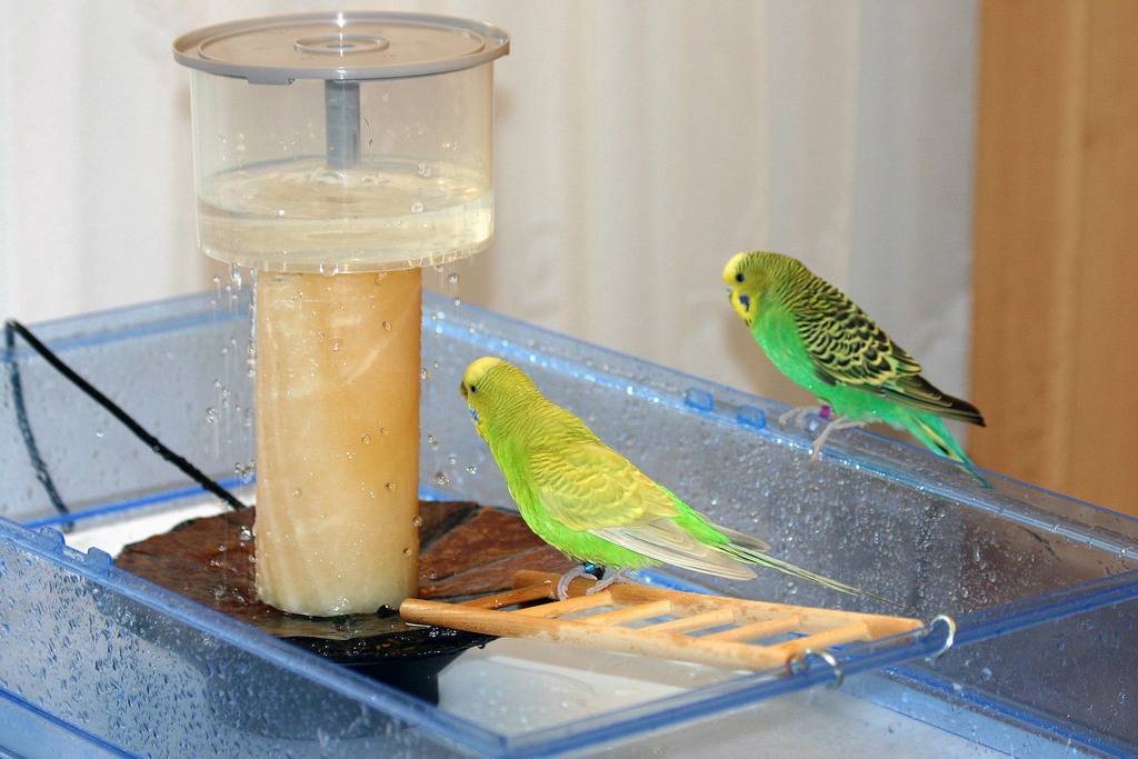 Как купать волнистого попугая? как правильно приучить его к купанию в домашних условиях? как нужно мыть попугая в первый раз?