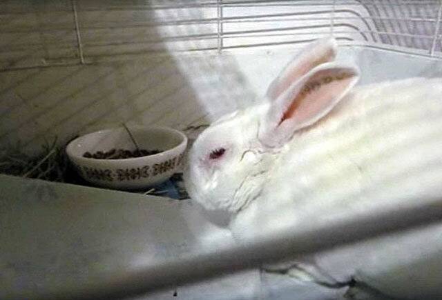 Понос у кроликов: причина и лечение, как остановить и что дать, если ничего не ест, смекта