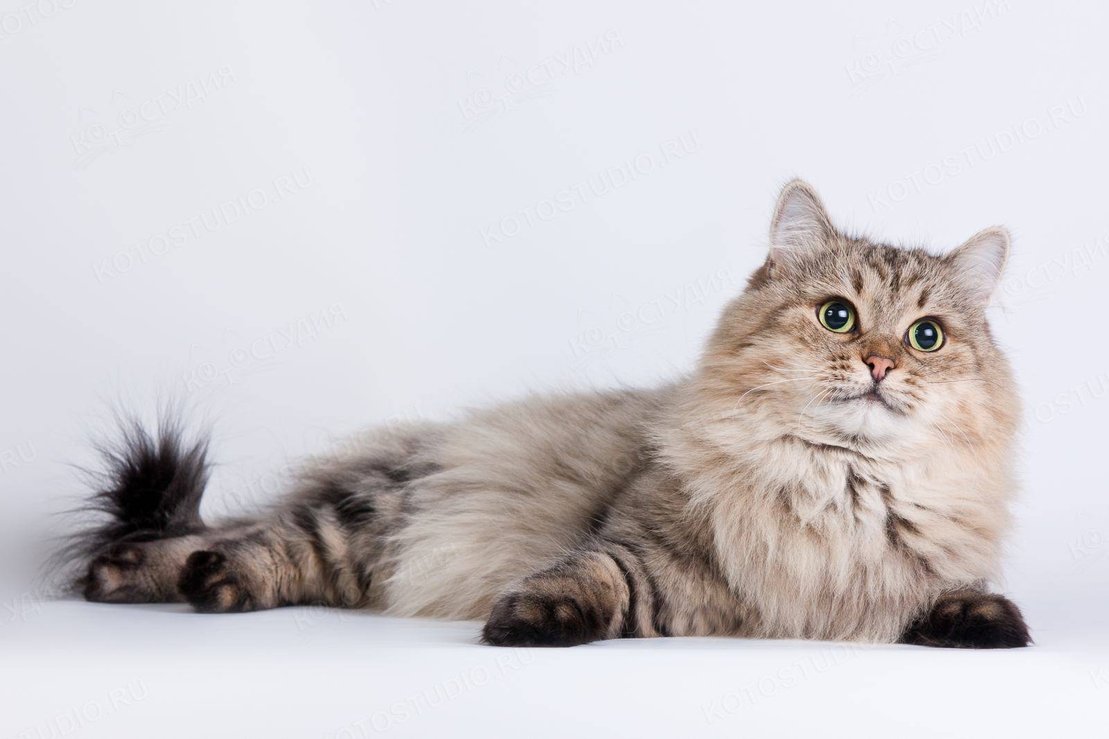 Настоящий сибирский кот: характер, повадки, здоровье - мир кошек