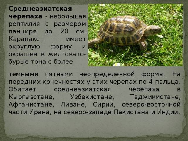 Образ жизни черепах