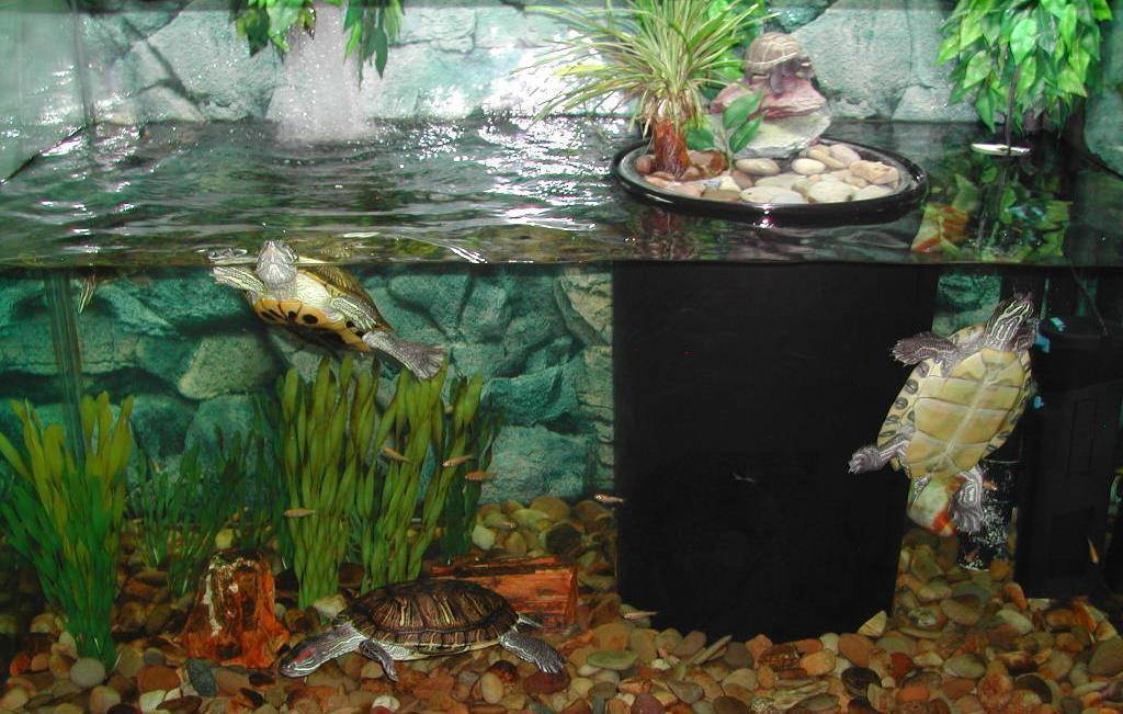 Аквариум для красноухой черепахи: советы и рекомендации
аквариум для красноухой черепахи: советы и рекомендации