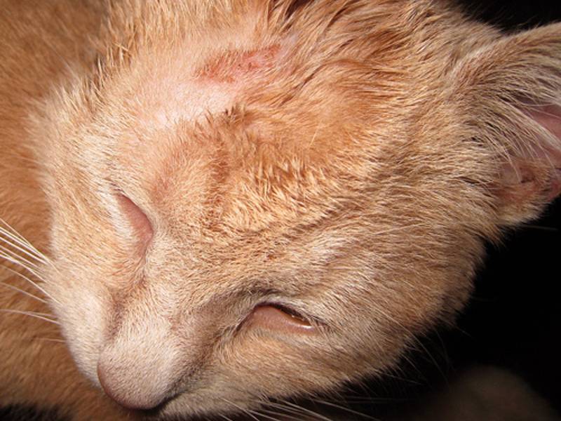 Стригущий лишай у кошек - лечение в домашних условия, фото