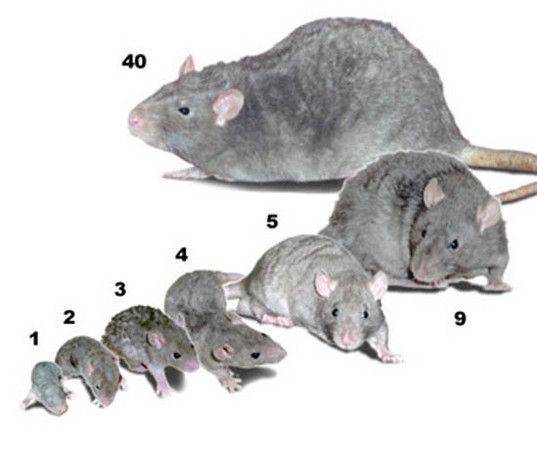 Маленькие крысята: как выглядят новорожденные малыши, развитие по дням, уход за детенышами
