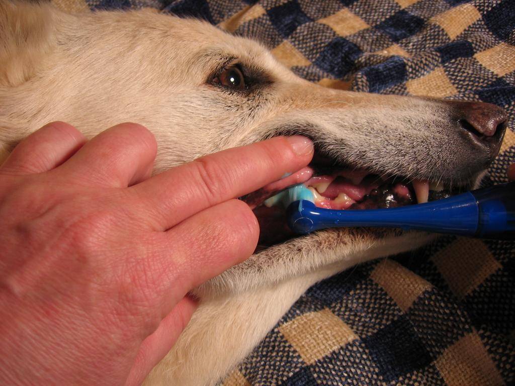 Зубной камень у собак: причины, удаление в домашних условиях и в ветеринарной клинике, чистка под наркозом и без, обзор эффективных средств