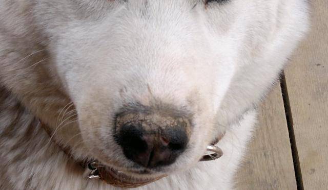 Почему у собаки мокрый нос и что это значит