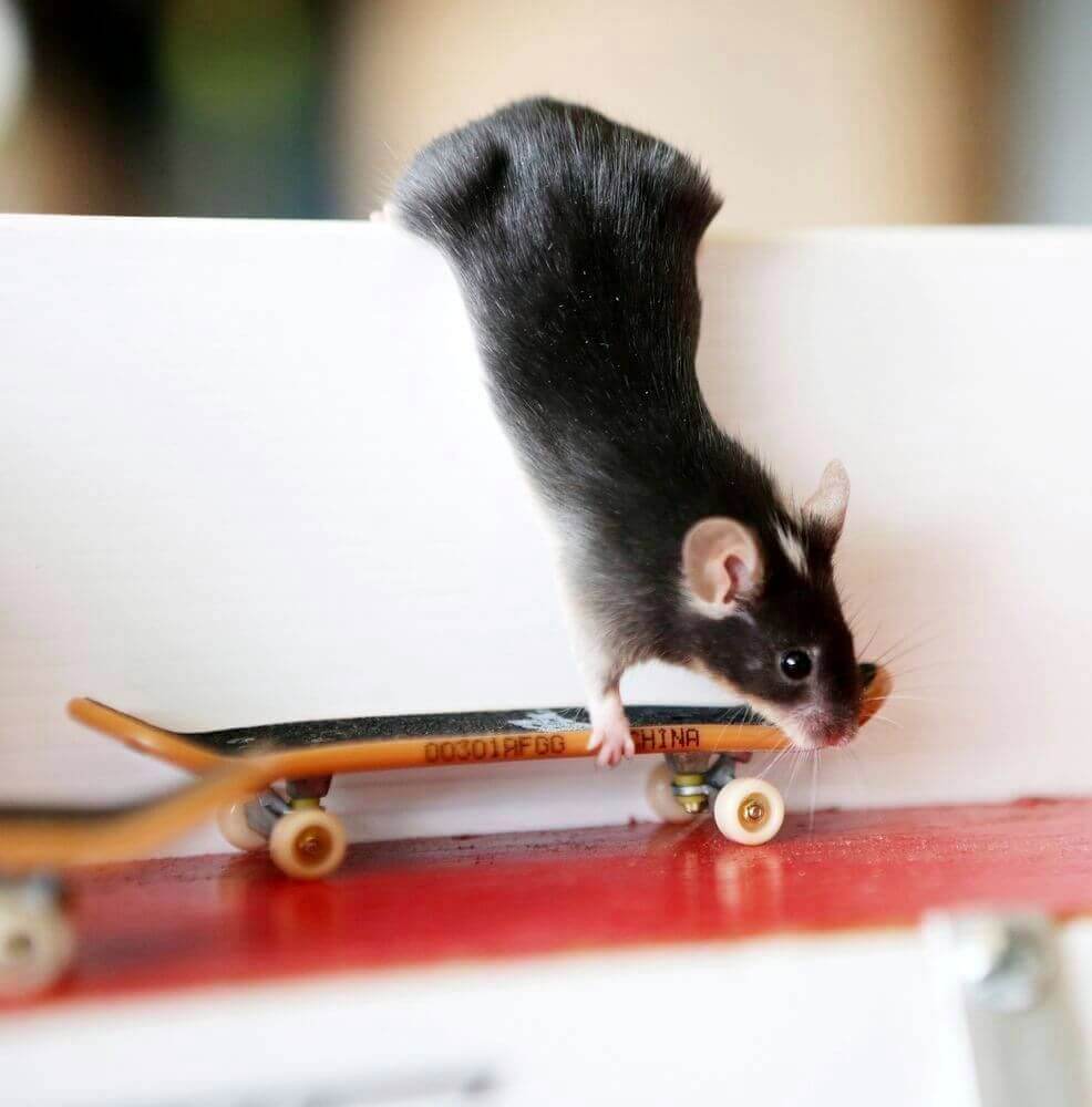Рекомендации по дрессировке крысы в домашних условиях