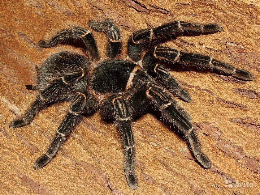 Укус паука-птицееда: опасен ли для человека и что делать в домашних условиях