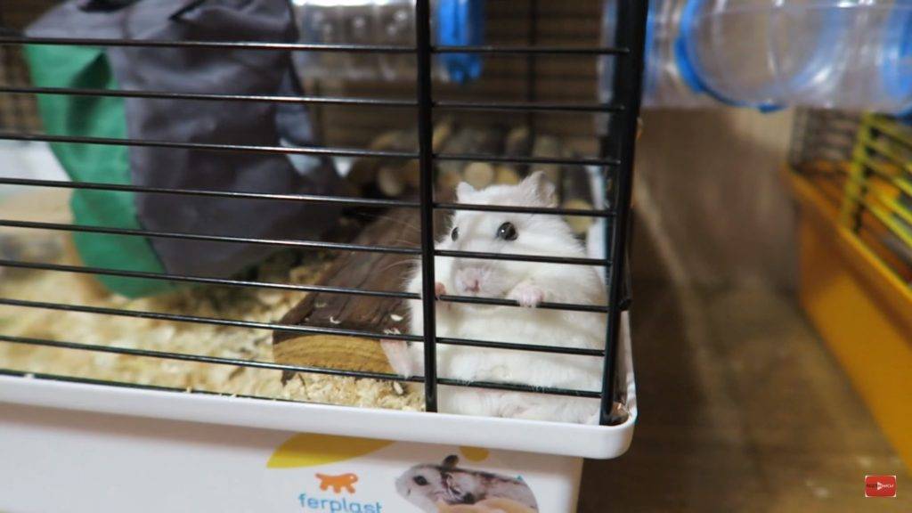 Почему кролики грызут деревянные клетки: причины и решение
почему кролики грызут деревянные клетки: причины и решение