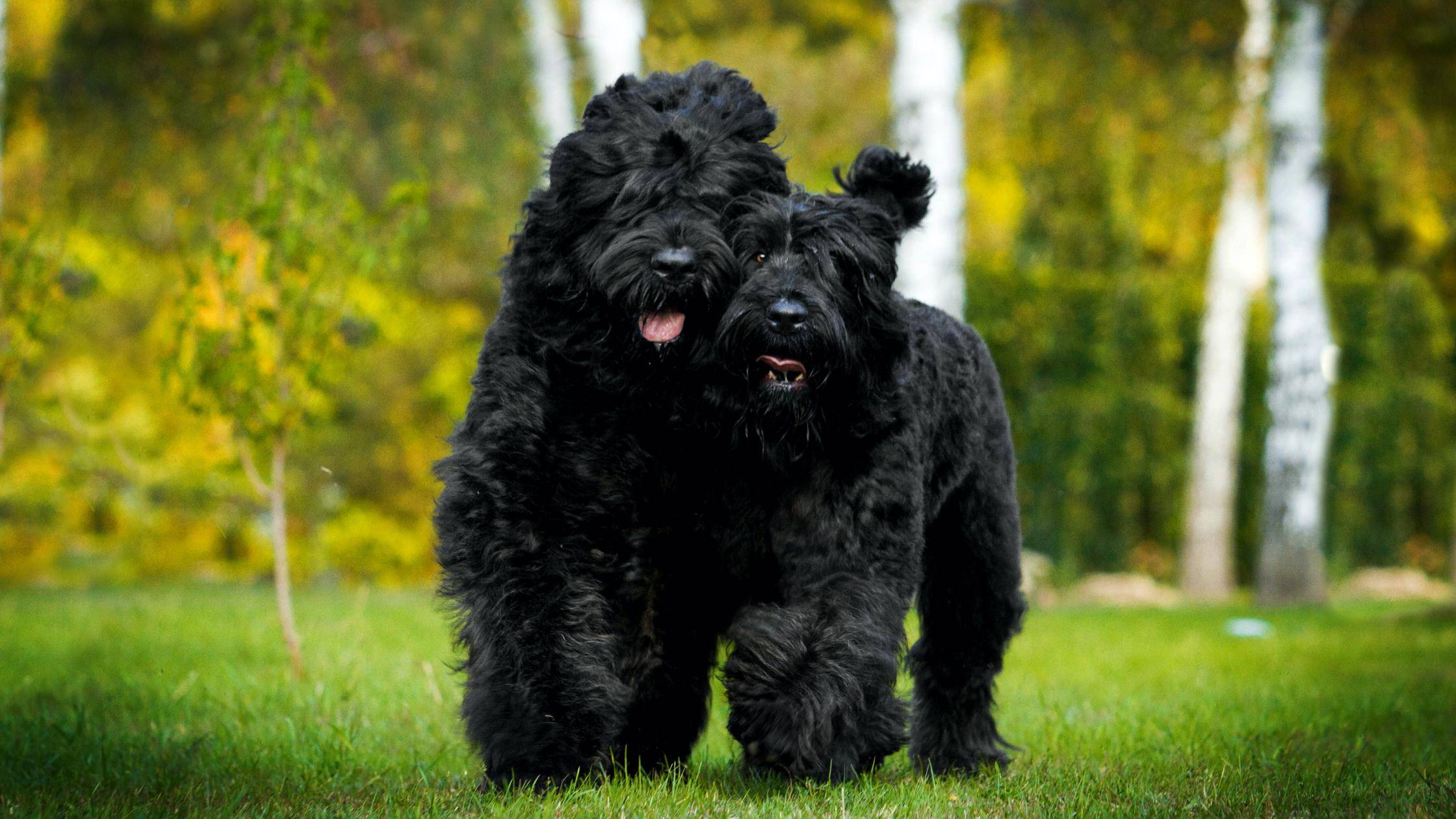 Характеристика породы собак черный терьер, фото и отзывы заводчиков