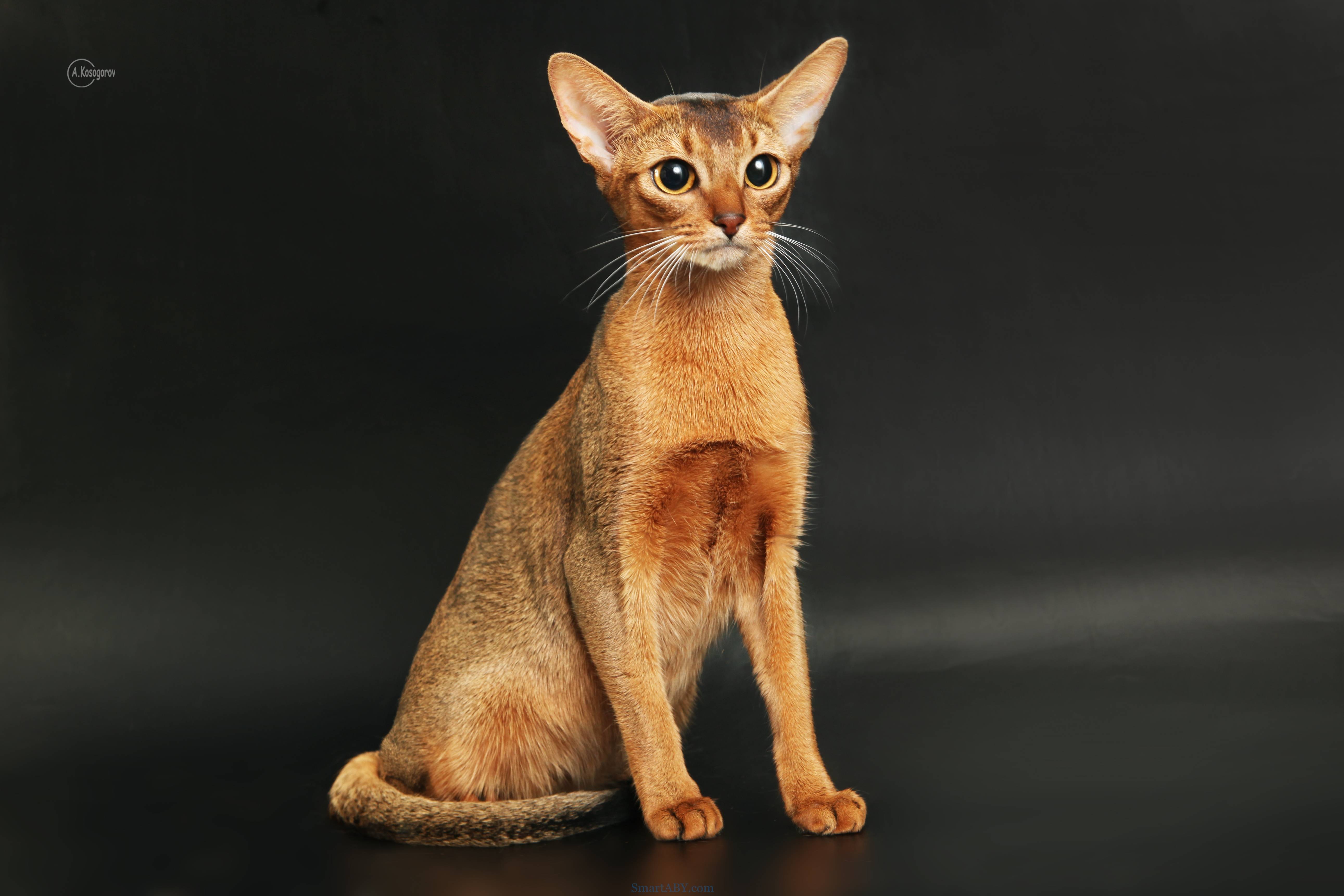 Абиссинская кошка: фото, описание породы, окрас, характер, стандарт