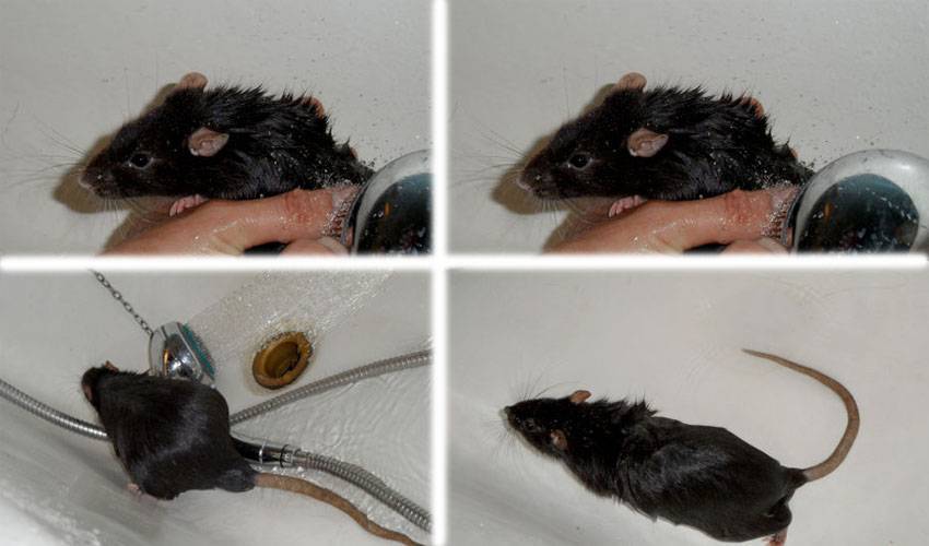 Можно ли мыть или купать декоративную крысу, как часто купать крыс | royal groom
