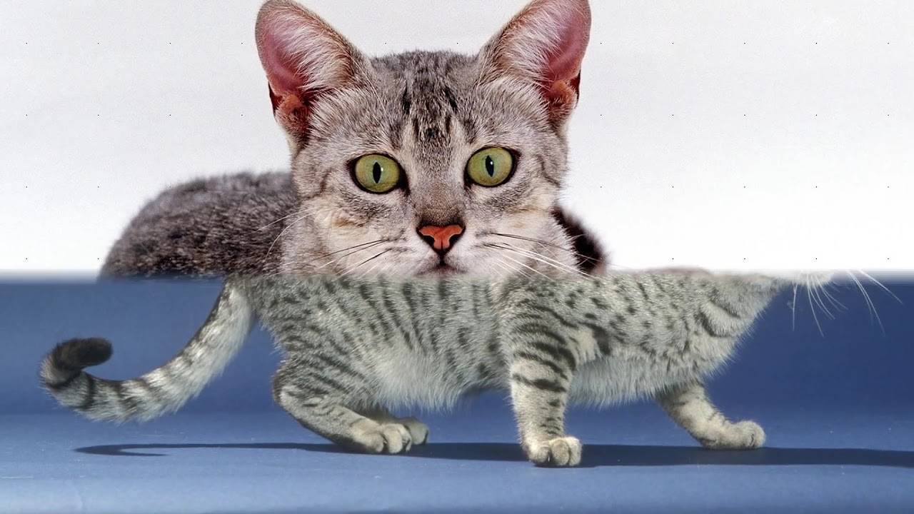 Египетская мау: кошки и коты