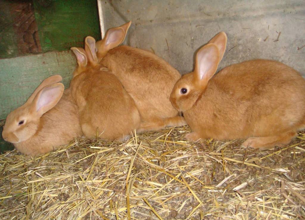 Бургундские кролики - характеристики породы, особенности содержания, фото