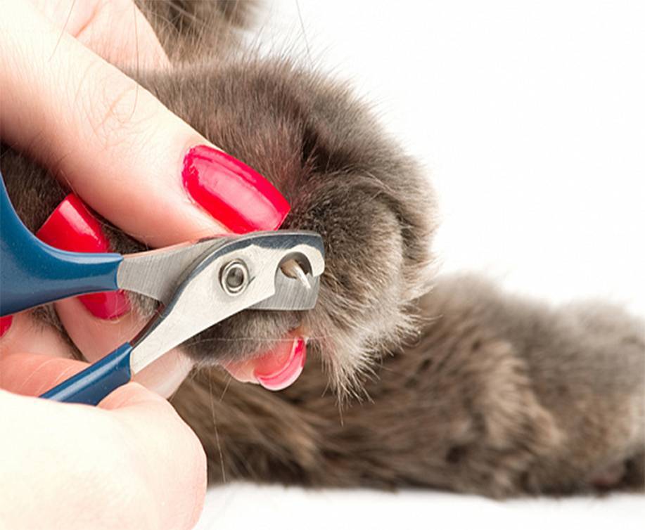 Как подстричь когти кошке: эффективная и безопасная техника