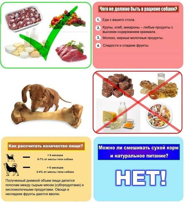 Можно ли собакам сырое мясо: польза и вред кормления, как выбрать | petguru