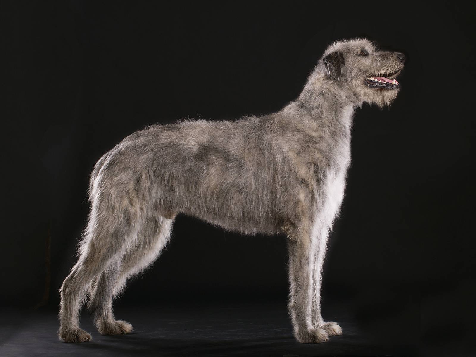 Ирландский волкодав - порода охотничьих собак (100 фото) + описание породы от а до я