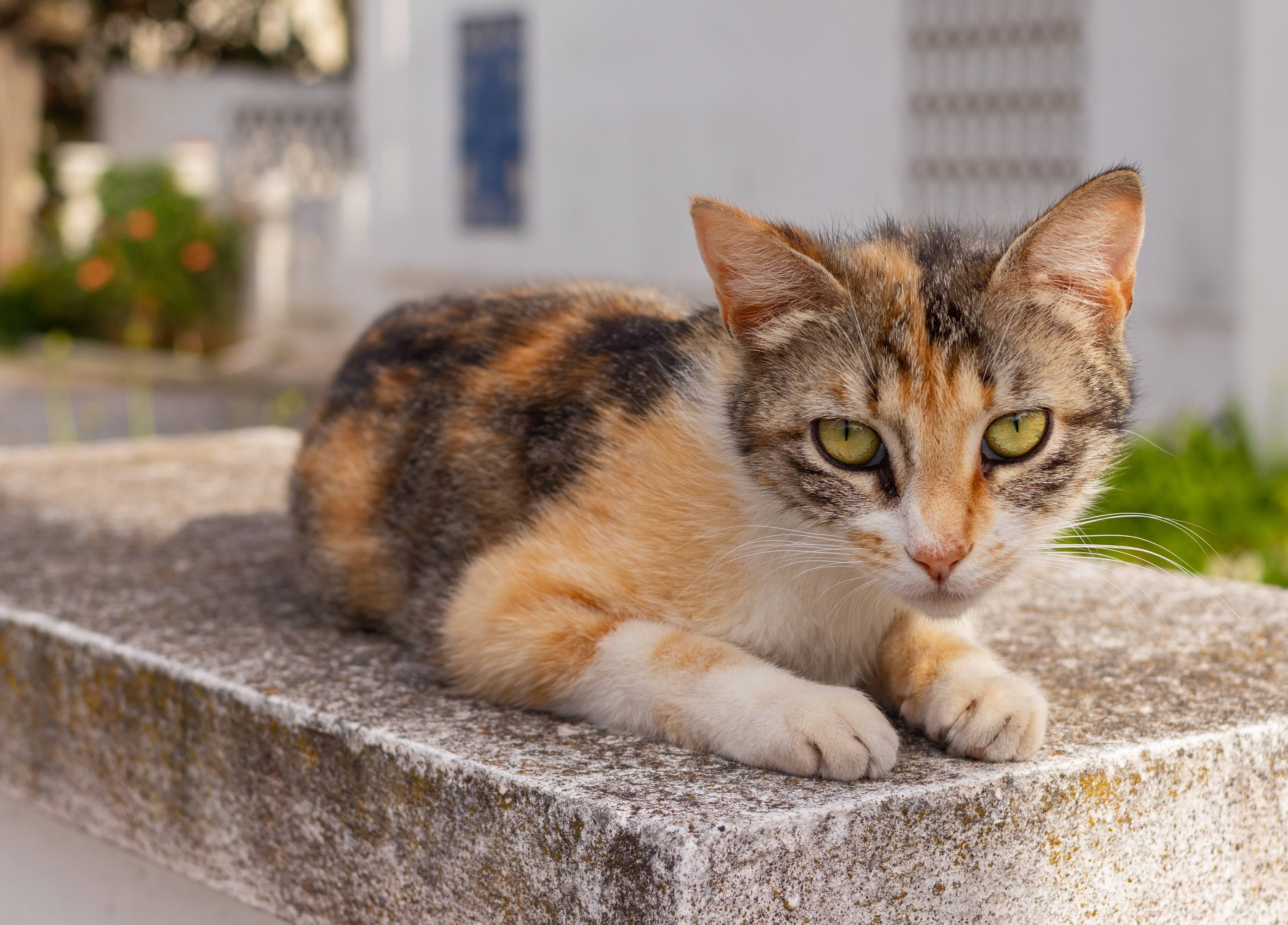 Порода эгейская кошка: характеристики, фото, характер, правила ухода и содержания - petstory