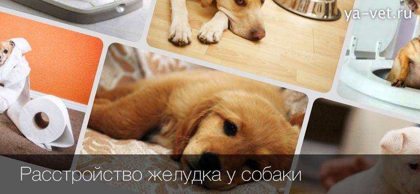 У собаки или щенка понос или жидкий стул: что делать, какие лекарства давать, как лечить - kotiko.ru