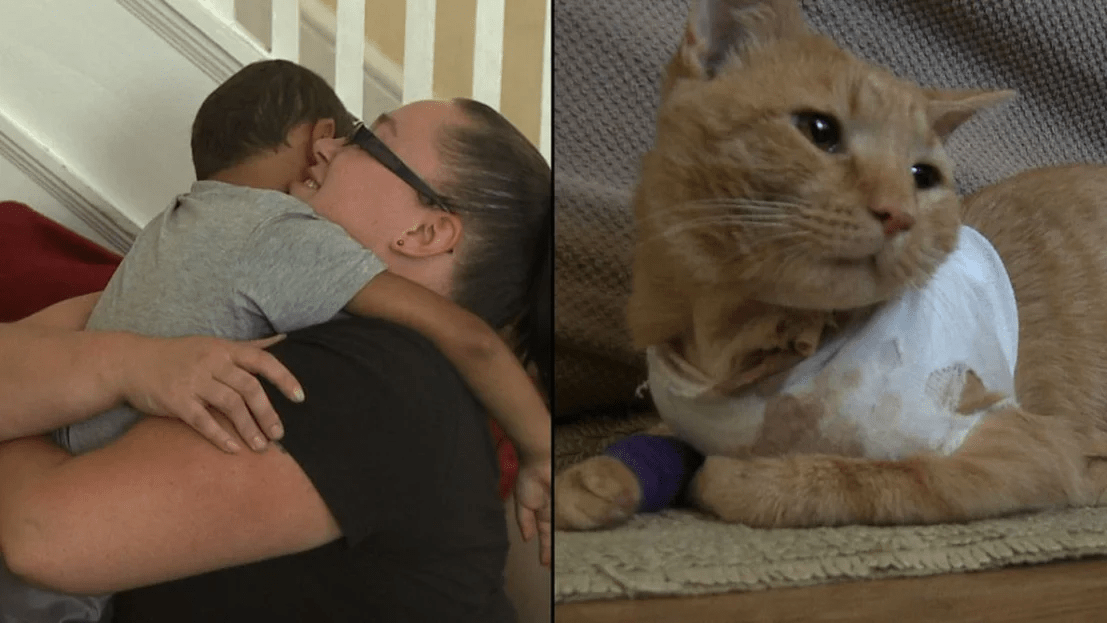 Эти героические коты спасли жизнь своим хозяевам