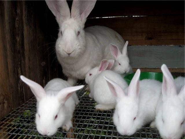 Белый великан кролик: описание породы кролик альбинос