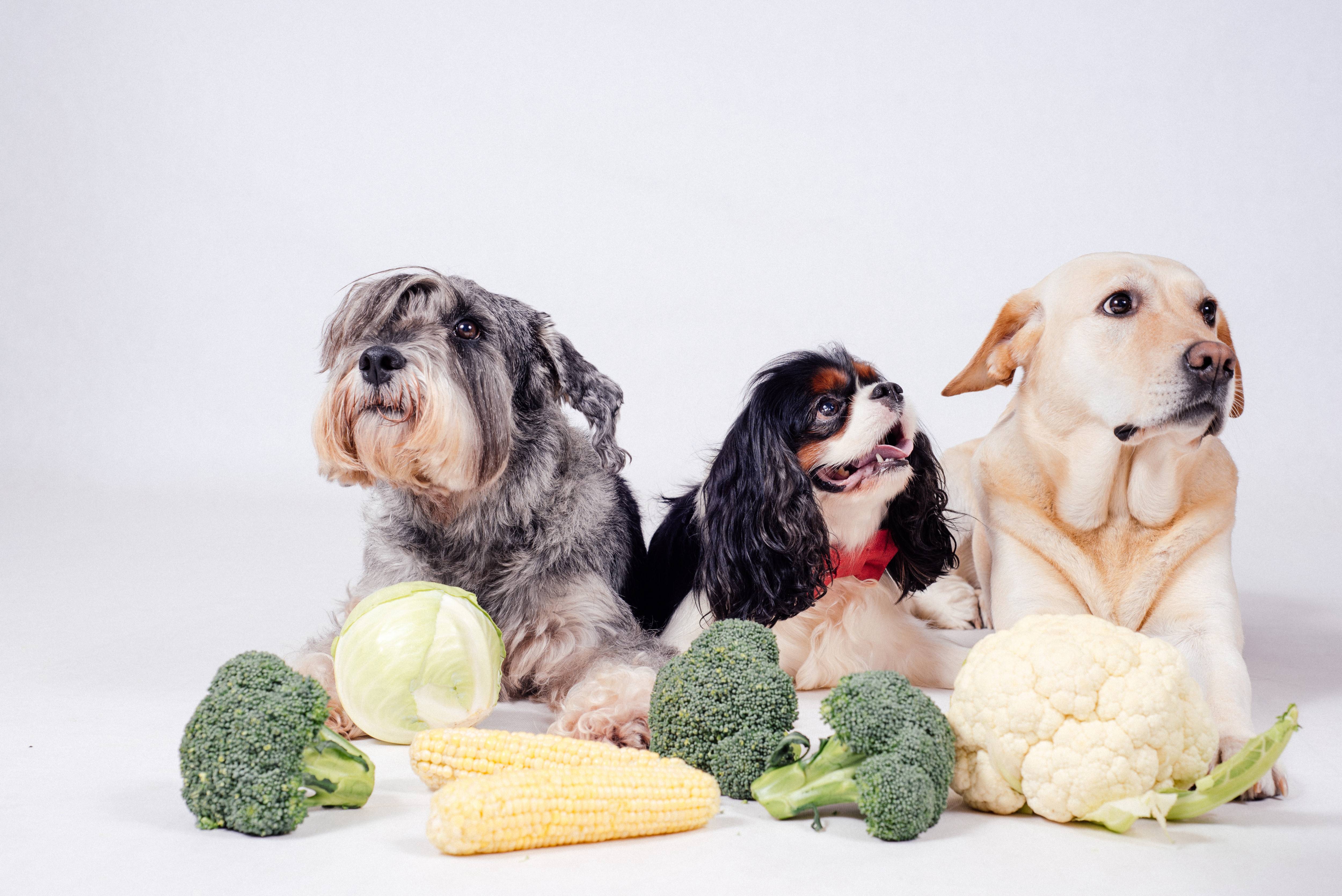 Как сочетаются сухой корм и овощи для собак