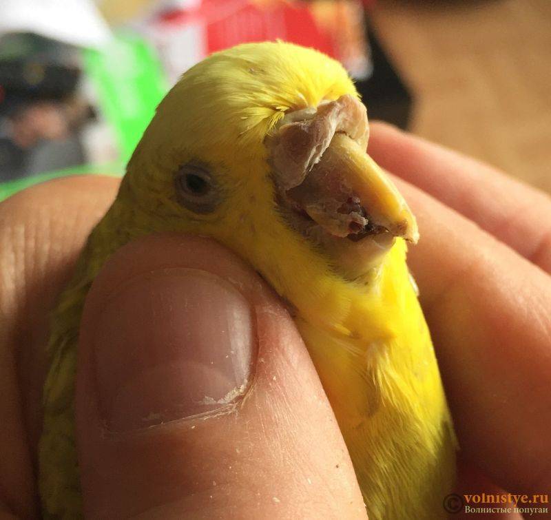 Болезни волнистых попугаев и их лечение