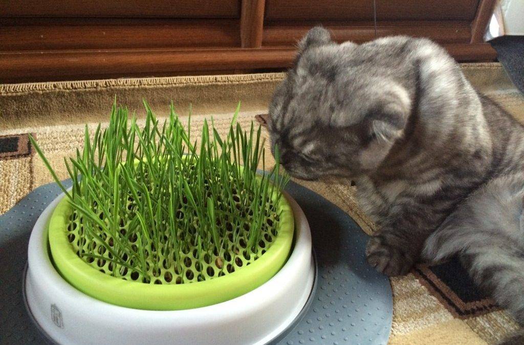 Какую траву любят и едят кошки: виды травы, польза для организма, способы проращивания