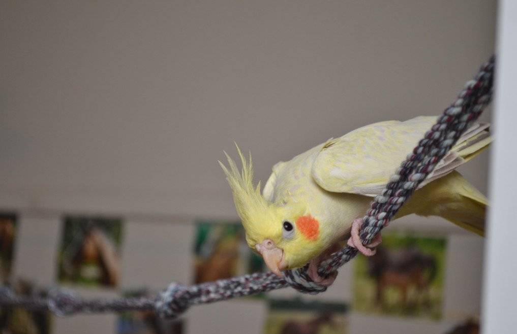 Птенцы попугаев корелла: особенности ухода в домашних условиях