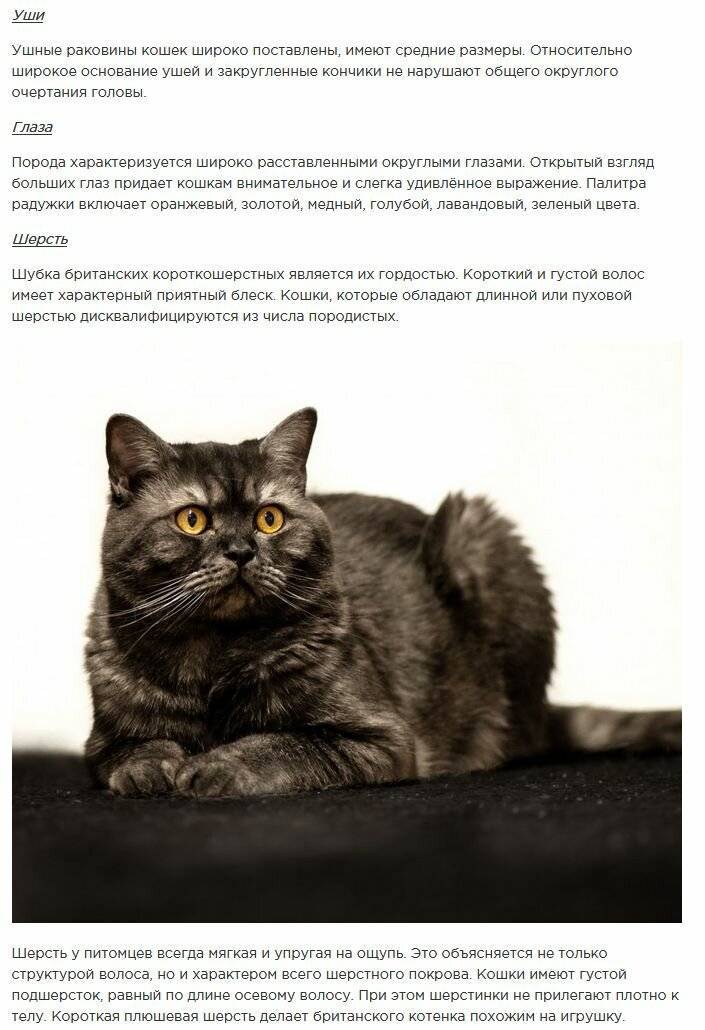 Мэнкс (порода кошек): особенности и описание вида, характер, правила содержания и прочие аспекты с фото