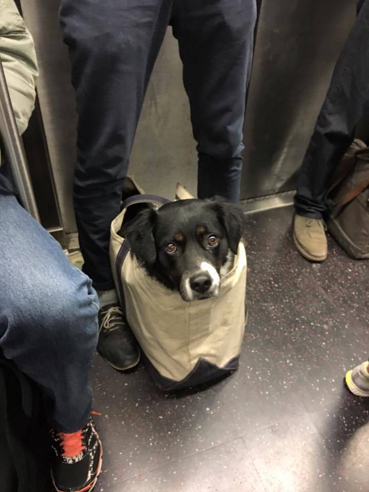 Можно ли с собакой в метро и каковы правила перевозки