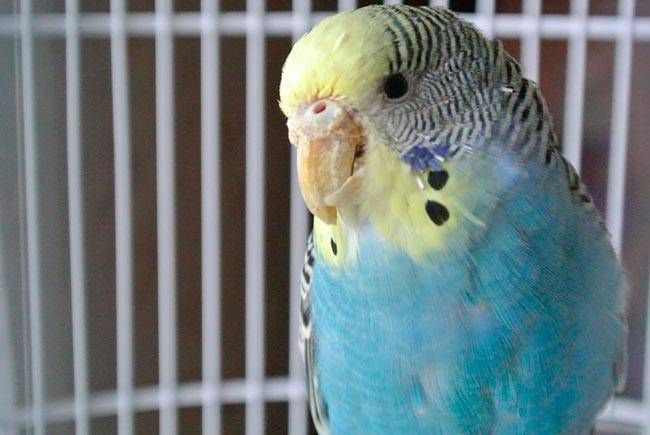 Лечение волнистых попугайчиков: симптомы и причины заболеваний, способы лечения