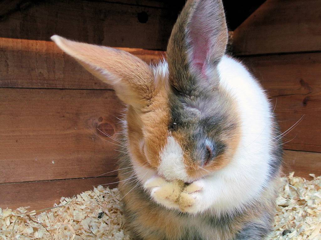 Почему у кролика выпадает шерсть: причины, заболевания и виды лечения