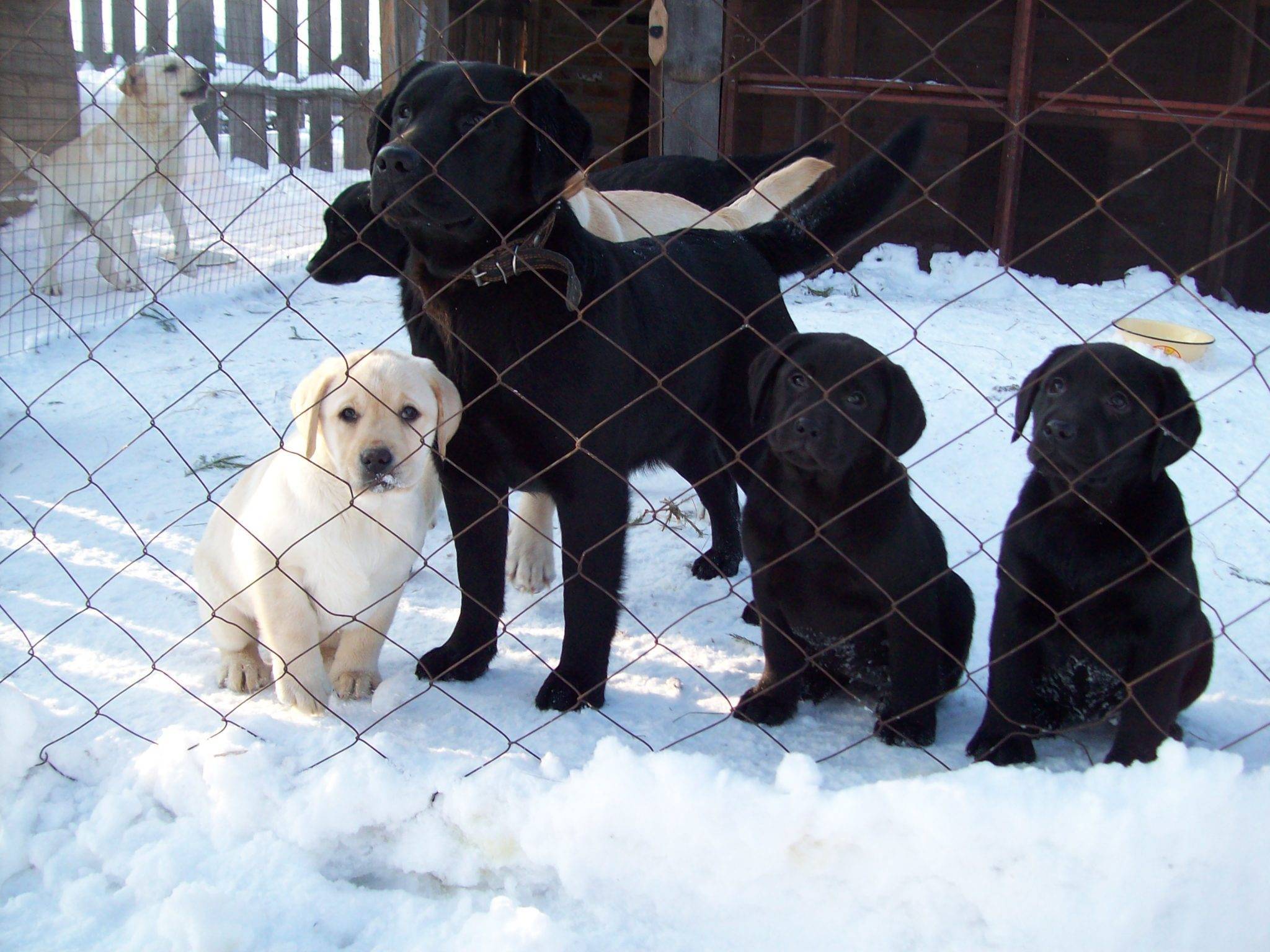 Собаки для уличного содержания: список пород. какую температуру выдерживают собаки зимой на улице?
