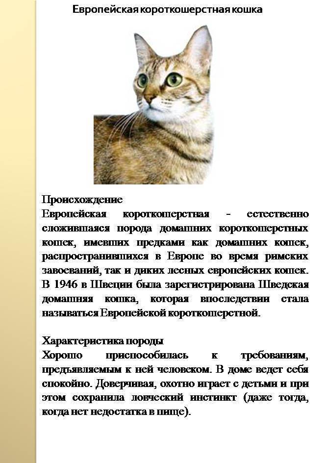Анатолийская кошка: история породы, внешние особенности, характер, советы по уходу и содержанию