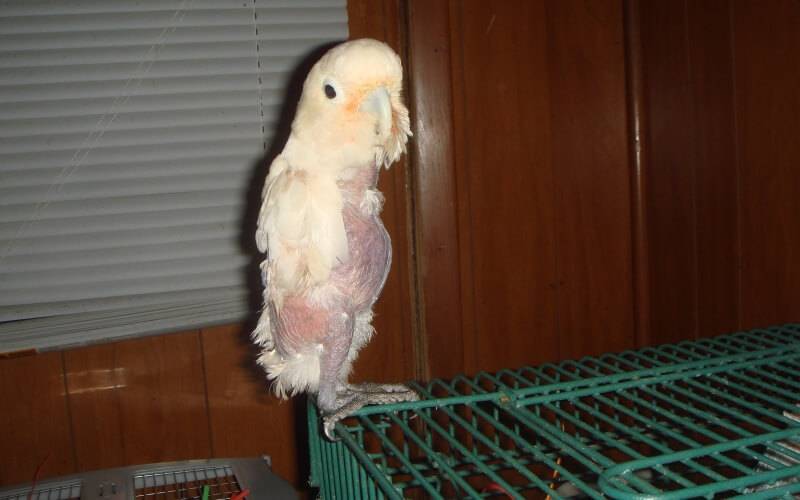 У попугая выпадают перья: выясняем и устраняем причины: фото и видео