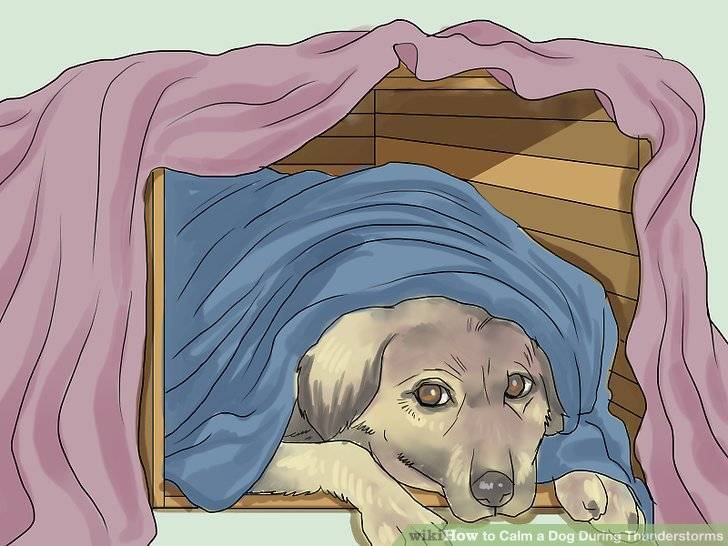 Почему собака боится грозы: причины и рекомендации
почему собака боится грозы: причины и рекомендации