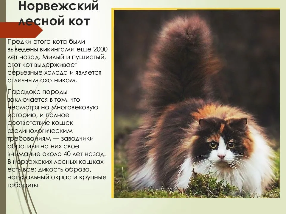 Норвежская лесная кошка: фото, описание породы, характер, здоровье, уход и содержание