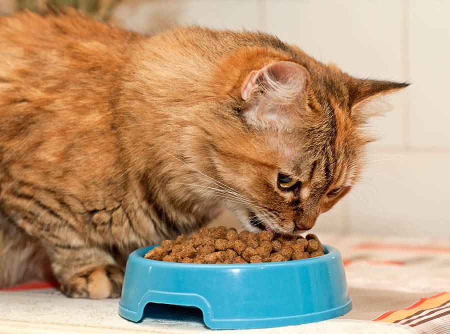 Приучить котенка и кота к сухому корму. как?