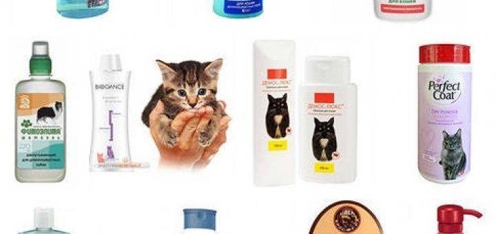 Топ-10 лучших шампуней для кошек и котов | +отзывы