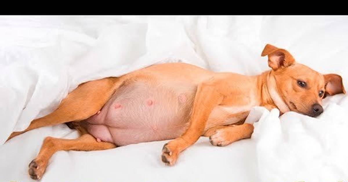 Лечение ложной беременности у собак и кошек | ветклиника "толстый лори"