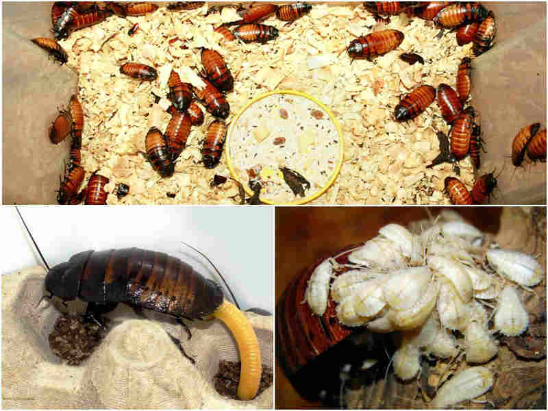Мадагаскарские тараканы: фото, описание, содержание и разведение