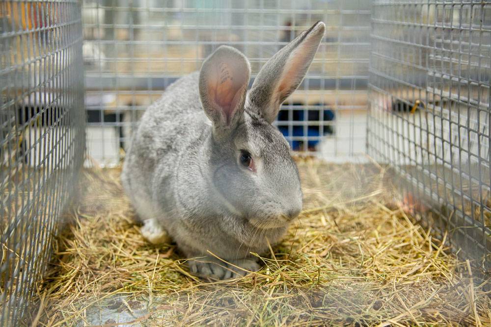 Разведение кроликов в домашних условиях: на что обратить внимание?