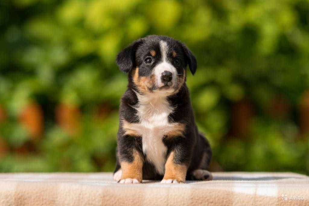 Обзор породы собак энтлебухер зенненхунд: описание стандарта, отзывы и фото