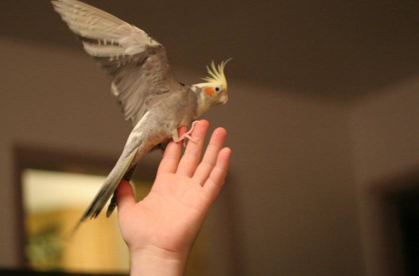 Как приручить попугая? что делать, если не получается приучить его к рукам? сколько времени нужно для приручения взрослого дикого попугая?