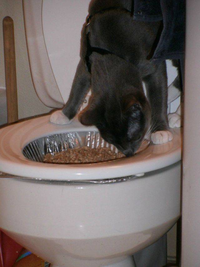 ᐉ почему котенок не ходит в туалет? - ➡ motildazoo.ru
