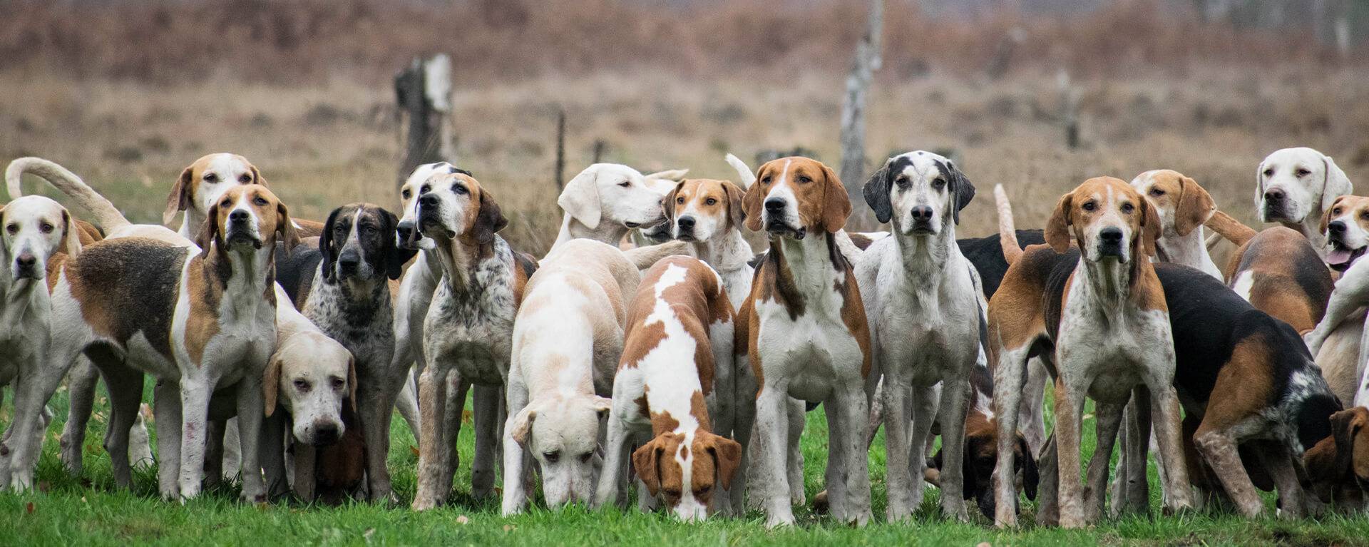 Гончие собаки — фото, какие виды пород объединены в эту группу, их особенности