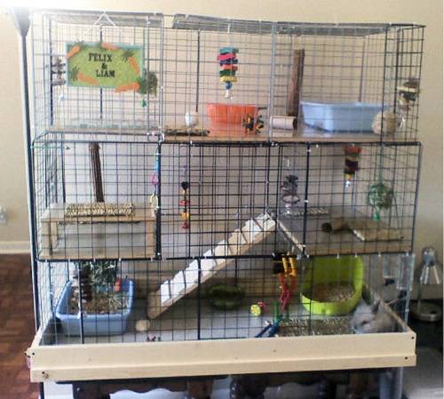 Разведение кроликов в домашних условиях для начинающих: рекомендации, особенности, подходы
