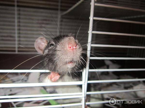 Сколько лет живут домашние крысы и от чего это зависит?