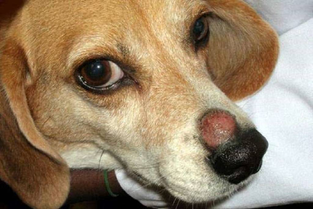 Мокнущая экзема у собак: лечение, виды, симптомы заболевания
